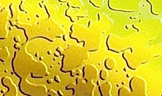 Stainless Patterned Sheet